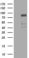 CAP-Gly Domain Containing Linker Protein Family Member 4 antibody, MA5-27151, Invitrogen Antibodies, Western Blot image 