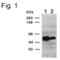 Collagen Type XXV Alpha 1 Chain antibody, PA1-4308, Invitrogen Antibodies, Western Blot image 