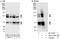 MAP7 Domain Containing 1 antibody, A303-780A, Bethyl Labs, Immunoprecipitation image 