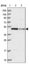 IST1 Factor Associated With ESCRT-III antibody, NBP1-87676, Novus Biologicals, Western Blot image 