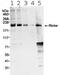 RPTOR Independent Companion Of MTOR Complex 2 antibody, ab70374, Abcam, Western Blot image 