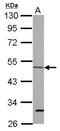 Origin recognition complex subunit 4 antibody, NBP2-19633, Novus Biologicals, Western Blot image 