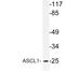 mASH-1 antibody, LS-C291669, Lifespan Biosciences, Western Blot image 