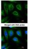 STIP1 Homology And U-Box Containing Protein 1 antibody, NBP1-30936, Novus Biologicals, Immunofluorescence image 