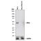 Mitogen-Activated Protein Kinase 1 antibody, AF12301, R&D Systems, Western Blot image 