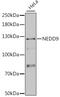 Neural Precursor Cell Expressed, Developmentally Down-Regulated 9 antibody, A00838, Boster Biological Technology, Western Blot image 