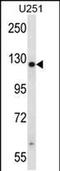 Tetratricopeptide Repeat Domain 13 antibody, PA5-48619, Invitrogen Antibodies, Western Blot image 