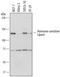 Lipase E, Hormone Sensitive Type antibody, MAB7104, R&D Systems, Western Blot image 