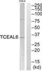 Transcription Elongation Factor A Like 6 antibody, TA316183, Origene, Western Blot image 