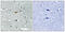 STE20/SPS1-related proline-alanine-rich protein kinase antibody, 79-866, ProSci, Immunohistochemistry frozen image 