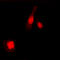 Nuclear Factor Kappa B Subunit 1 antibody, LS-C356228, Lifespan Biosciences, Immunofluorescence image 