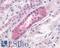 Lysophosphatidic Acid Receptor 4 antibody, LS-A1895, Lifespan Biosciences, Immunohistochemistry frozen image 