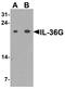Interleukin-36 gamma antibody, TA326667, Origene, Western Blot image 