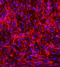High Mobility Group AT-Hook 2 antibody, orb69597, Biorbyt, Immunofluorescence image 