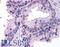 Tumor Protein P53 Inducible Nuclear Protein 1 antibody, LS-B185, Lifespan Biosciences, Immunohistochemistry frozen image 