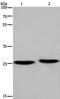 Ependymin Related 1 antibody, PA5-50404, Invitrogen Antibodies, Western Blot image 