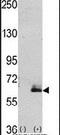 MAP2 antibody, PA5-11880, Invitrogen Antibodies, Western Blot image 