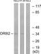 Olfactory Receptor Family 8 Subfamily I Member 2 antibody, GTX87589, GeneTex, Western Blot image 
