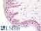 BCL2 Associated Transcription Factor 1 antibody, LS-B11034, Lifespan Biosciences, Immunohistochemistry paraffin image 