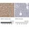 Neurofilament Medium antibody, NBP1-87753, Novus Biologicals, Immunohistochemistry paraffin image 