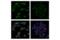 NFKB Inhibitor Beta antibody, 15519S, Cell Signaling Technology, Immunocytochemistry image 