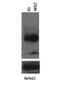 Musashi RNA Binding Protein 2 antibody, 29-496, ProSci, Western Blot image 