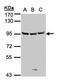 Semaphorin 6A antibody, PA5-28187, Invitrogen Antibodies, Western Blot image 