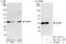 Polyglutamine Binding Protein 1 antibody, NBP1-47271, Novus Biologicals, Western Blot image 