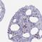 Rubicon Like Autophagy Enhancer antibody, NBP2-49134, Novus Biologicals, Immunohistochemistry frozen image 