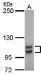 Sp1 Transcription Factor antibody, GTX103031, GeneTex, Western Blot image 