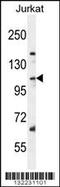 Sorting Nexin 25 antibody, 56-297, ProSci, Western Blot image 