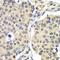 Cyclin C antibody, orb247486, Biorbyt, Immunohistochemistry paraffin image 