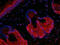 c-Kit antibody, A01335-2, Boster Biological Technology, Immunofluorescence image 