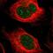 Protocadherin Beta 5 antibody, PA5-53032, Invitrogen Antibodies, Immunofluorescence image 