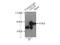 Eukaryotic Translation Initiation Factor 2A antibody, 11233-1-AP, Proteintech Group, Immunoprecipitation image 