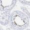 Spermatogenesis Associated 3 antibody, NBP1-80661, Novus Biologicals, Immunohistochemistry frozen image 