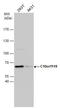 Minichromosome Maintenance Complex Binding Protein antibody, GTX120103, GeneTex, Western Blot image 