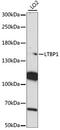 Latent Transforming Growth Factor Beta Binding Protein 1 antibody, LS-C750256, Lifespan Biosciences, Western Blot image 