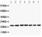 Ciliary Neurotrophic Factor antibody, PA5-79056, Invitrogen Antibodies, Western Blot image 