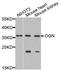 Osteoglycin antibody, A6679, ABclonal Technology, Western Blot image 