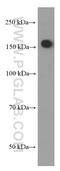 Nestin antibody, 66259-1-Ig, Proteintech Group, Western Blot image 