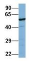 Proline aminopeptidase antibody, NBP1-53152, Novus Biologicals, Western Blot image 