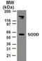 BCL2 Associated Athanogene 4 antibody, PA1-41302, Invitrogen Antibodies, Western Blot image 