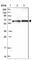 Coiled-Coil Domain Containing 125 antibody, HPA041878, Atlas Antibodies, Western Blot image 