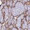 Fgf-7 antibody, NBP1-91898, Novus Biologicals, Immunohistochemistry paraffin image 