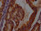 Indoleamine 2,3-Dioxygenase 1 antibody, CSB-RA215054A0HU, Cusabio, Immunohistochemistry paraffin image 