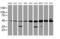Tubulin Alpha Like 3 antibody, MA5-25772, Invitrogen Antibodies, Western Blot image 