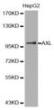 AXL Receptor Tyrosine Kinase antibody, MBS125146, MyBioSource, Western Blot image 