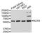 NADPH Oxidase 4 antibody, abx125425, Abbexa, Western Blot image 