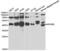 NFKB Inhibitor Beta antibody, abx004425, Abbexa, Western Blot image 